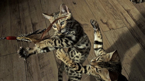 Nature Season 34 Episode 5 - Pets: Wild At Heart: Playful Creatures
