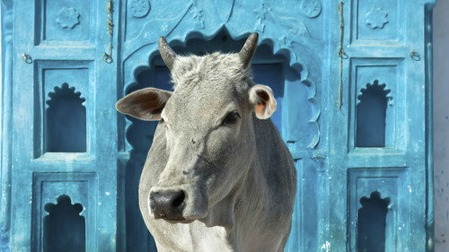 Nature Season 22 Episode 9 - Holy Cow