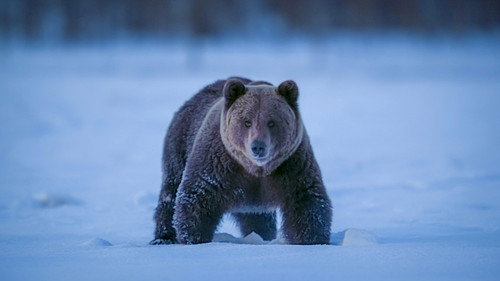 Earth at Night in Colour Season 1 Episode 4 - Bear Woodlands