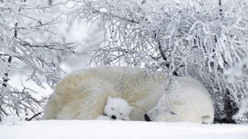 Natural World Season 28 Episode 9 - Polar Bears & Grizzlies: Bears on Top of the World