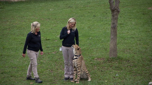 Secrets of the Zoo Season 1 Episode 2 - Run Cheetah Run