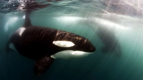 Natural World Season 33 Episode 9 - Killer Whales: Beneath the Surface