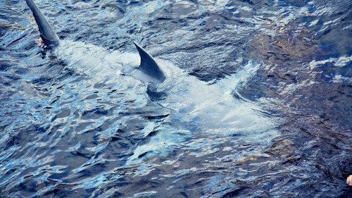 Shark Week Season 23 Episode 6 - Shark Bites: Adventures in Shark Week