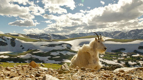 Nature Season 40 Episode 5 - Born in the Rockies 02: Growing Up