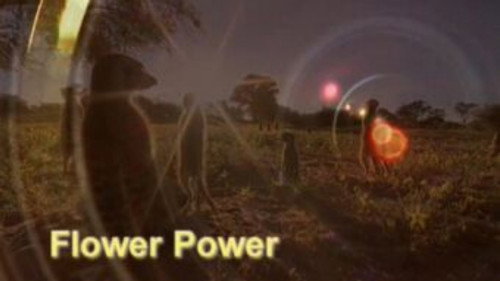 Meerkat Manor Season 1 Episode 10 - Flower Power