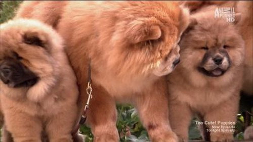 Too Cute Season 1 Episode 7 - Super Fluffy Puppies