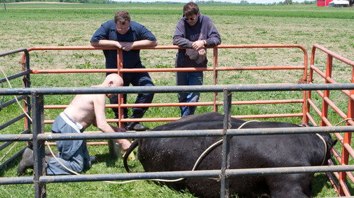 The Incredible Dr. Pol Season 2 Episode 8 - The Cow Jumped Over The Moon