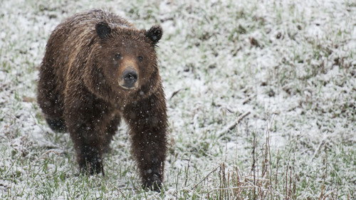 Wild Yellowstone Season 1 Episode 2 - Grizzly Summer