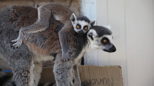 Secrets of the Zoo: Down Under Season 1 Episode 4 - Lemur Me Alone!
