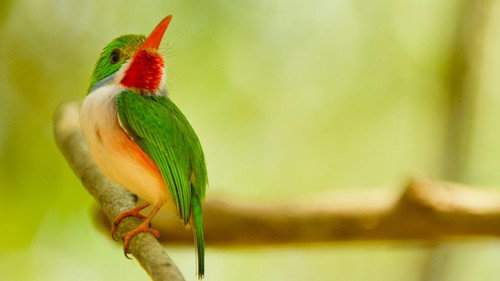 Nature Season 38 Episode 13 - Cuba's Wild Revolution