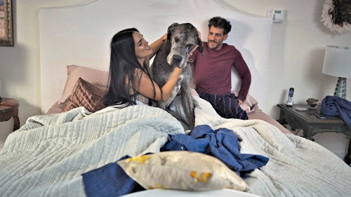 100 días para enamorarnos Season 1 Episode 47 - Scent of Hounds