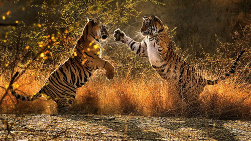 Natural World Season 30 Episode 12 - A Tiger Called Broken Tail