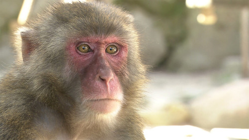 Japanology Plus mini Season 1 Episode 3 - Monkeys
