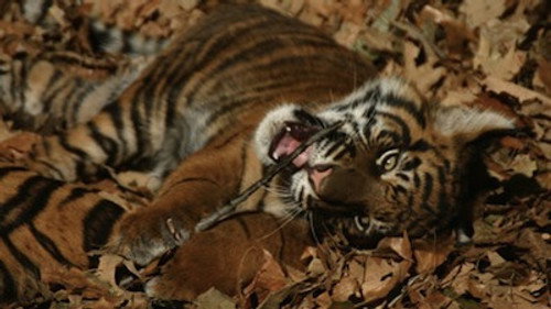 Natural World Season 26 Episode 2 - Battle to Save the Tiger