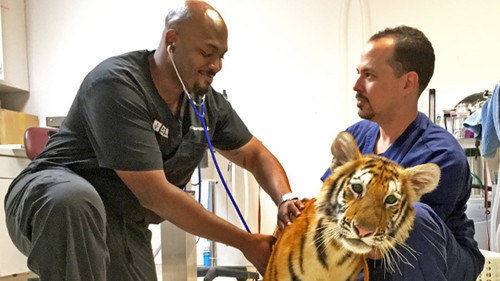 The Vet Life Season 1 Episode 5 - Raining Cats, Dogs, and Tigers