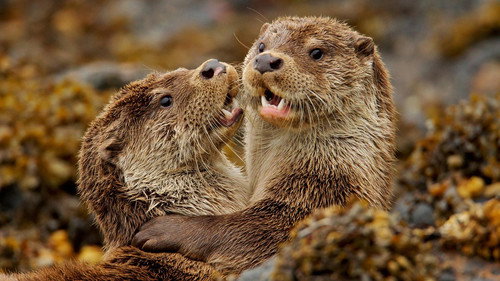 Nature Season 36 Episode 3 - Charlie and the Curious Otters