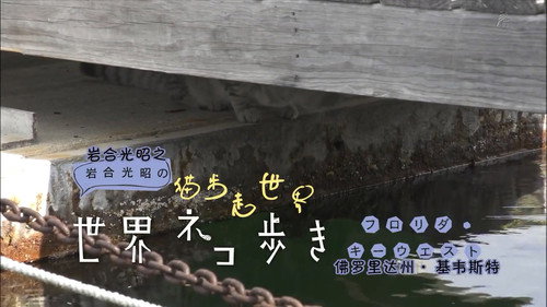 Mitsuaki Iwago's World “Cats” Travelogue Season 1 Episode 5 - Key West, Florida