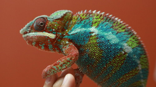 Dr. K's Exotic Animal ER Season 2 Episode 5 - One Fat Parakeet
