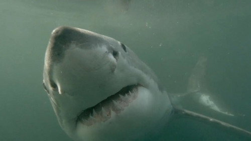 When Sharks Attack Season 4 Episode 2 - Terror Down Under