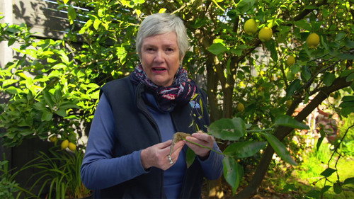 Gardening Australia Season 31 Episode 20 - Episode 20