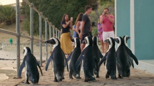 Penguin Town Season 1 Episode 6 - Weekend Warriors