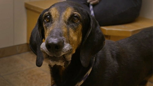 Pit Bulls and Parolees Season 15 Episode 5 - Last Chance Rescue