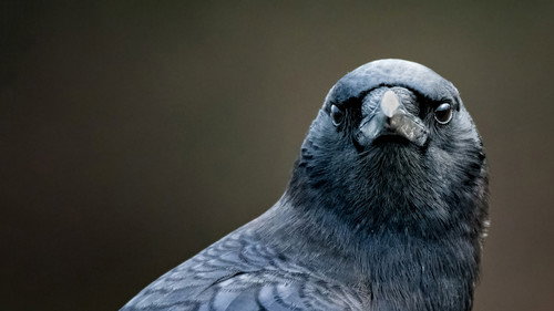 Bird Brain still
