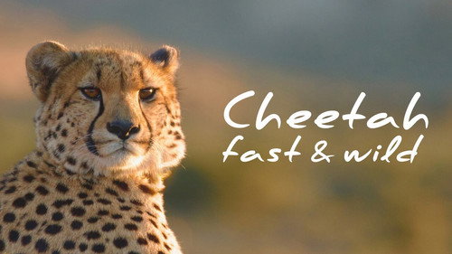 The Nature of Things Season 65 Episode 12 - Cheetah: Fast and Wild