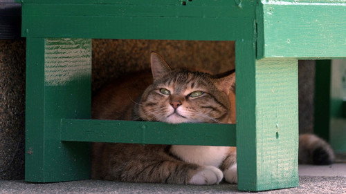 A Cat's-Eye View of Japan Season 5 Episode 3 - Fukui: Cats Along the Shore