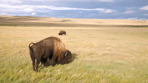 Canada plus grand que nature Season 2 Episode 13 - Episode 13