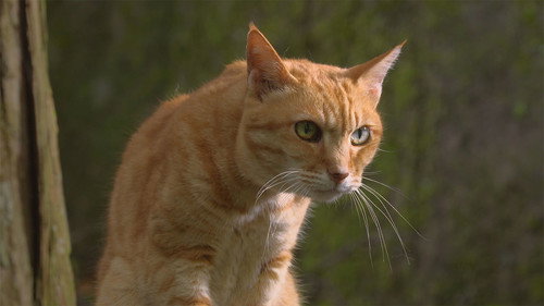 A Cat's-Eye View of Japan Season 1 Episode 11 - Kumano Kodo: Pilgrimage Trails