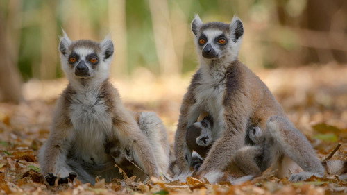 Nature Season 39 Episode 4 - Primates 02: Family Matters