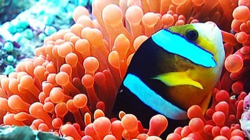Natural World Season 18 Episode 8 - Wild Indonesia: Underwater Worlds