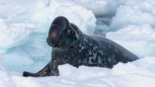 Frozen Planet II Season 1 Episode 1 - Frozen Worlds