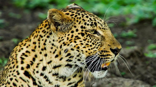 Deadly 60 Season 5 Episode 2 - Big Cat Special