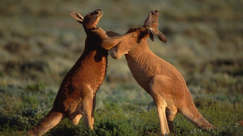 David Attenborough's Natural Curiosities Season 4 Episode 6 - Ferocious Fighters