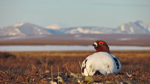 America's National Parks Season 1 Episode 4 - Gates of the Arctic