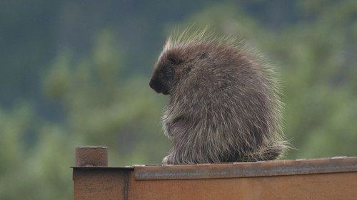 Alaska Animal Rescue Season 2 Episode 4 - Thrills and Quills