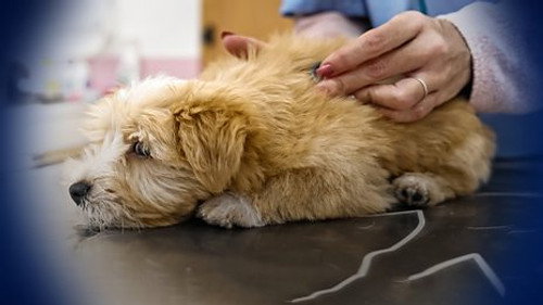 Panorama Season 74 Episode 1 - Why Are Vet Bills So High?