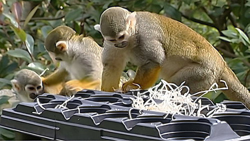 Monkey Business Season 7 Episode 7 - Episode 7
