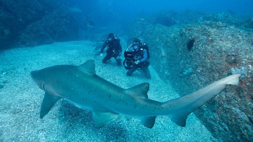 Super Shark Highway Season 1 Episode 4 - The Social Network