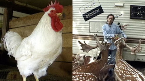 Split Screen Season 2 Episode 13 - Animal Talent