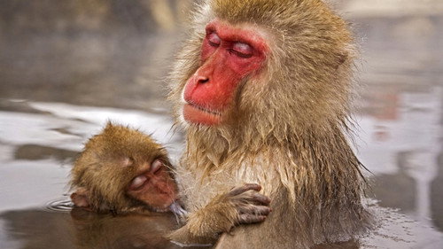 Life Season 1 Episode 10 - Primates