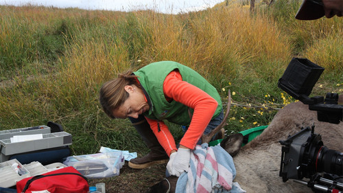 Dr. Oakley, Yukon Vet Season 1 Episode 3 - Caribou Down