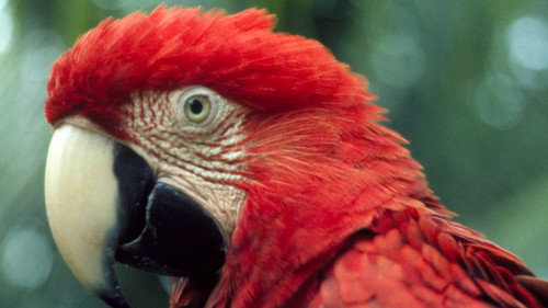Nature Season 22 Episode 8 - The Real Macaw