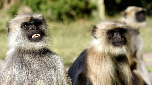 Natural World Season 18 Episode 12 - Monkey Warriors