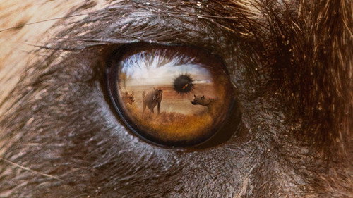 Predators Season 1 Episode 5 - Wild Dogs