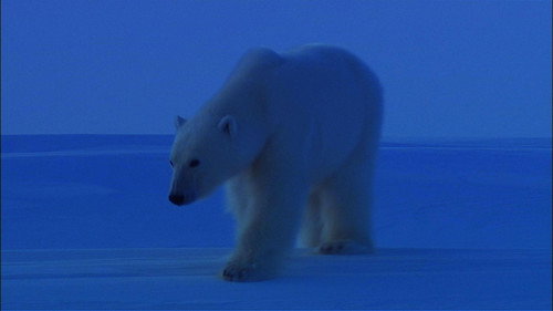 Nature Season 29 Episode 16 - Bears of the Last Frontier: Arctic Wanderers