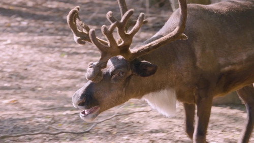 Secrets of the Zoo Season 5 Episode 2 - Reindeer Pedicure
