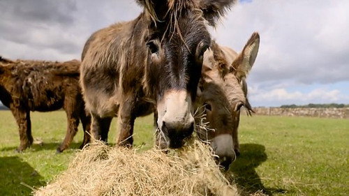 Hay Time still